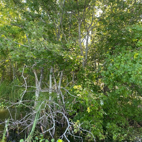 Meet your Posher, Brittany - Picture 1 of 1